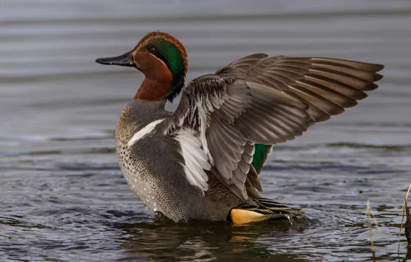 Picture water, bird, duck, wings, beak, green-winged Teal