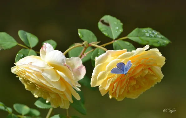 Butterfly, petals, buds, yellow rose