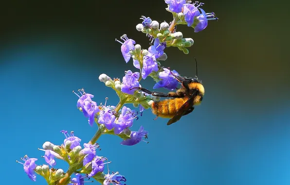 Flower, plant, insect, bumblebee