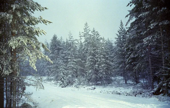 Winter, road, forest, snow, trees