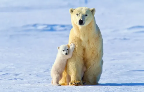 Winter, light, snow, baby, polar bears, White bear