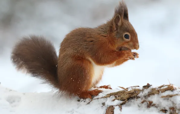 Winter, snow, protein, nuts, rodent