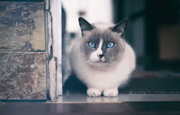 Cat, look, background