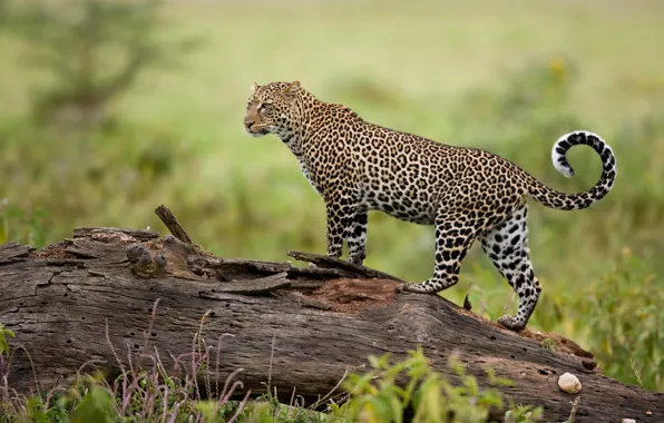Picture nature, predator, leopard