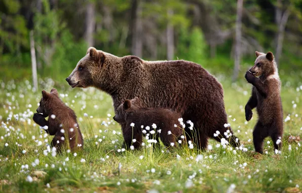 Forest, summer, grass, nature, bears, walk, kids, bears