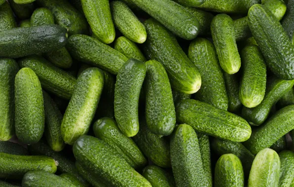 Picture green, harvest, a lot, fresh, cucumbers, summer, fruits