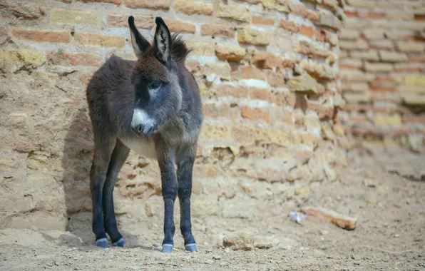 Small, brick wall, donkey