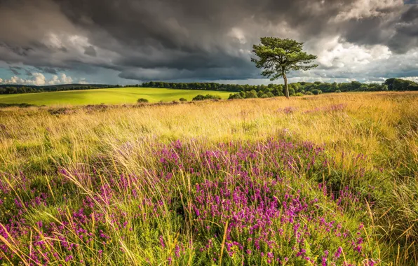 Field, summer, trees