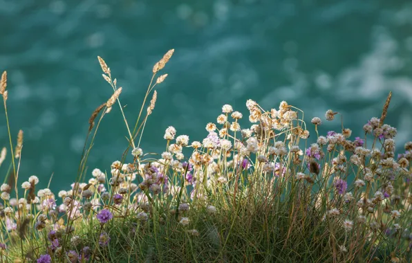 Plants, Summer, Nature, Nature, Summer