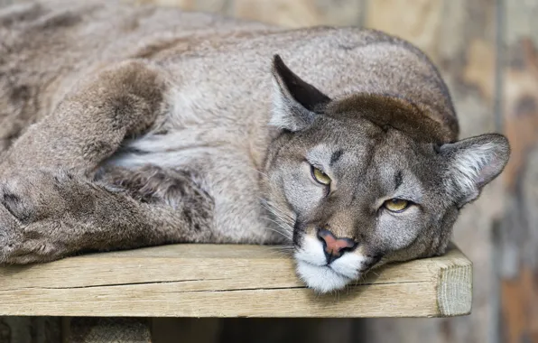 Picture cat, look, Puma, mountain lion, Cougar, ©Tambako The Jaguar