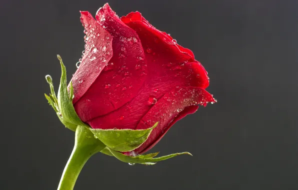 Flower, Rosa, Rose