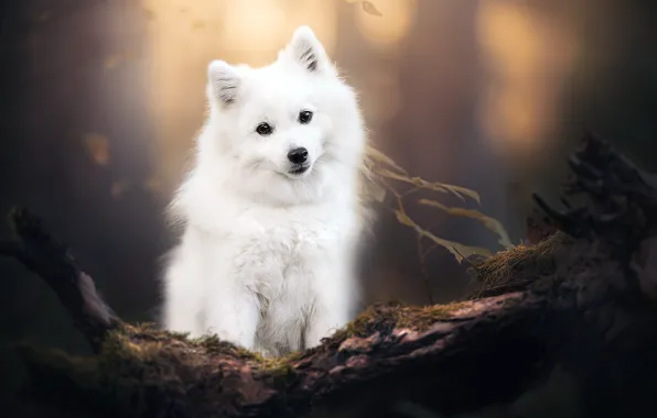 Nature, each, dog