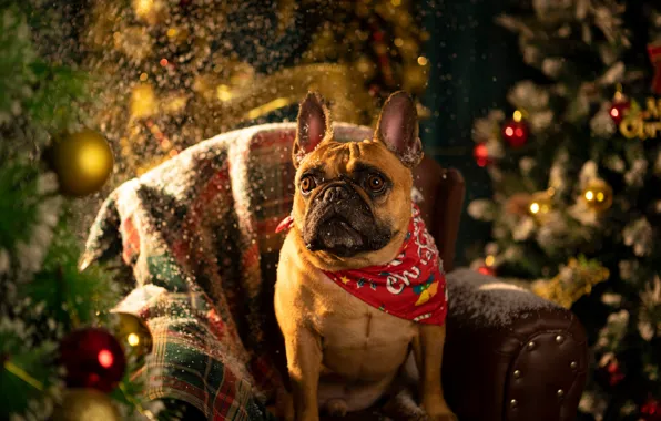 Look, balls, light, snow, pose, room, dog, chair