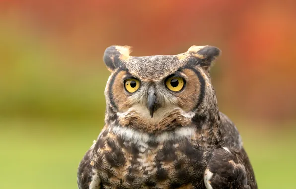 Picture look, background, owl, bird, portrait, owl