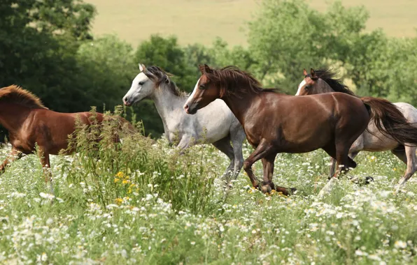 Flowers, Field, Grass, Running, Horse, Horses, The herd