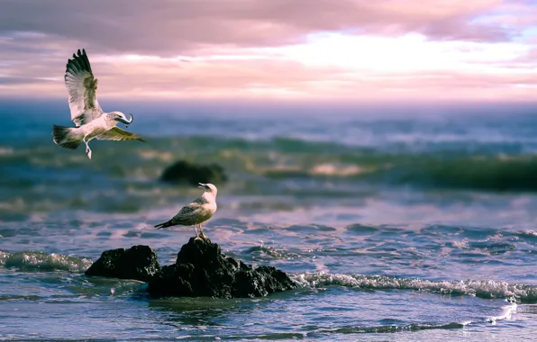 Picture sea, birds, stones, seagulls, pair, birds of the world, Thai Phung