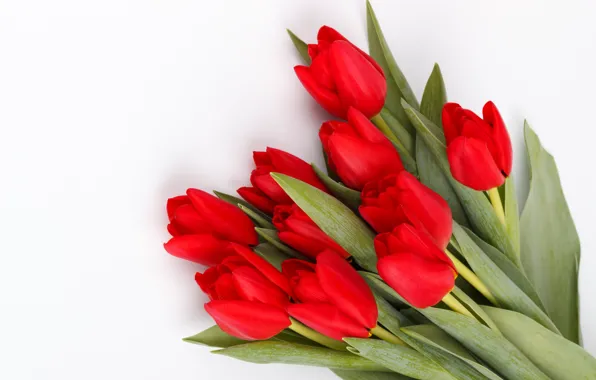 Flowers, red, bouquet, tulips, red, fresh, flowers, tulips