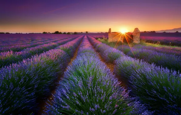 Field, morning, lavender