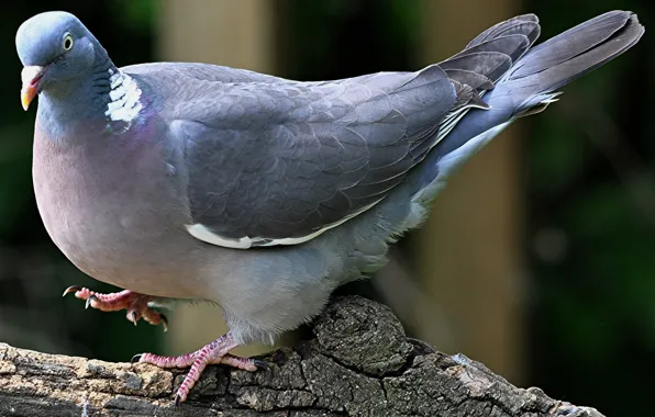 Picture bird, beak, pigeons, tail, Wood pigeon