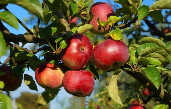 Apple, red, autumn, fruit