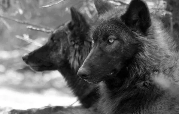 Nature, predator, animal, wolf, wildlife, portrait, portrait., Canis lupus. face