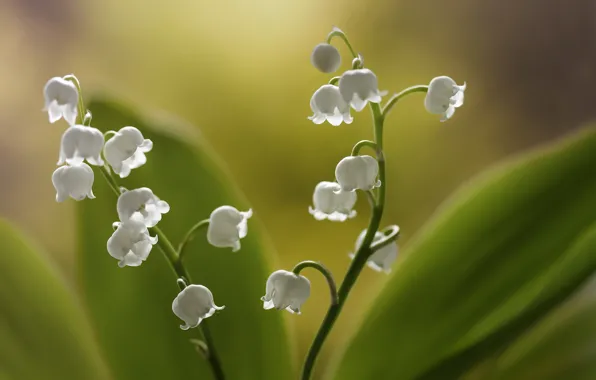 Picture flowers, background, lilies of the valley