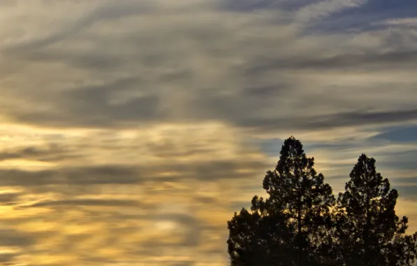 The sky, sunset, clouds, tree, Trees, the glare of the sun