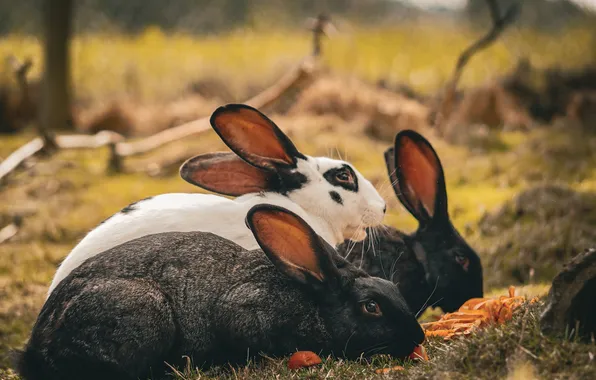 Nature, hare, rabbit, rabbits, rabbits