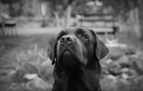 Picture Peter, black and white, Labrador