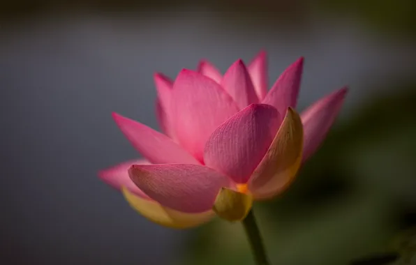Macro, background, petals, Lotus