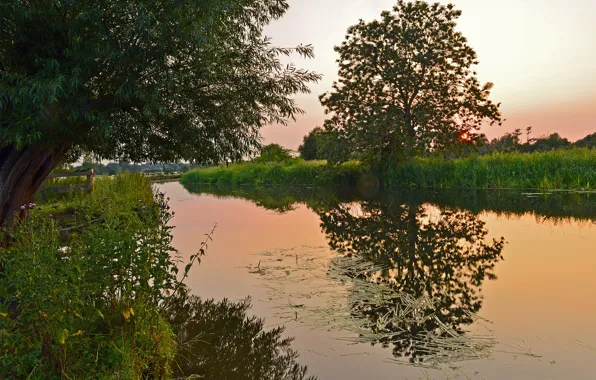 Grass, trees, sunset, lake, the evening