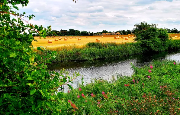 Picture field, forest, the sky, grass, clouds, trees, landscape, flowers