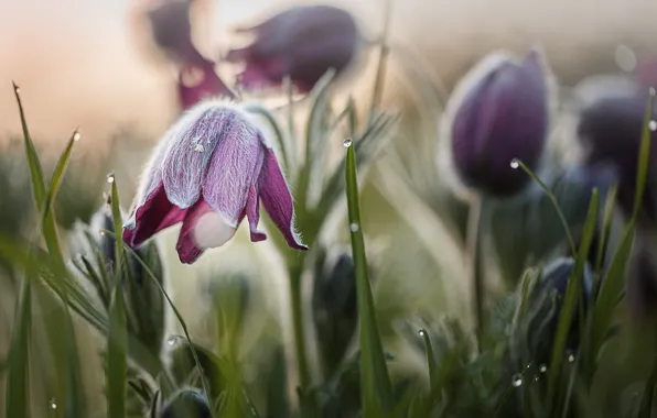 Picture grass, drops, macro, flowers, nature, spring, primroses, bokeh