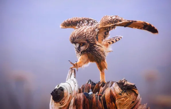 Picture background, owl, bird, paw, wings, claws