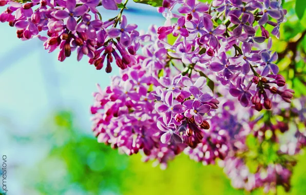 Lilac, branch, lilac