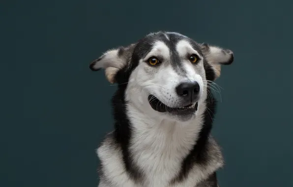 Face, background, portrait, dog, grimace, Svetlana Pisareva