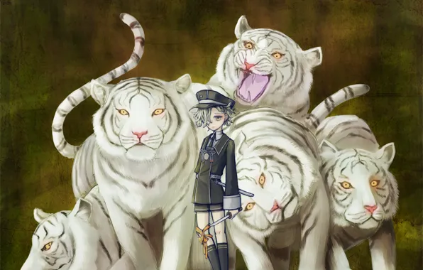 Boy, white tigers, Touken Ranbu, Gokotai