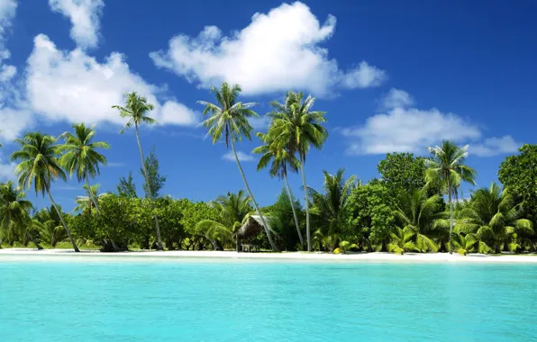 Sand, water, palm trees, the ocean, tropical island, beach.sea
