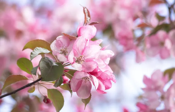 Wallpaper branches, flowers, Apple, Apple blossoms, leaves, bokeh, flowering, pink