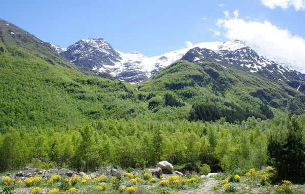 Forest, clouds, snow, trees, mountains, nature, stones