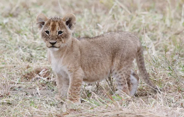 Cat, grass, cub, kitty, lion