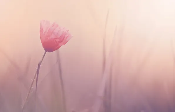 Picture nature, background, plant, Mac, pink