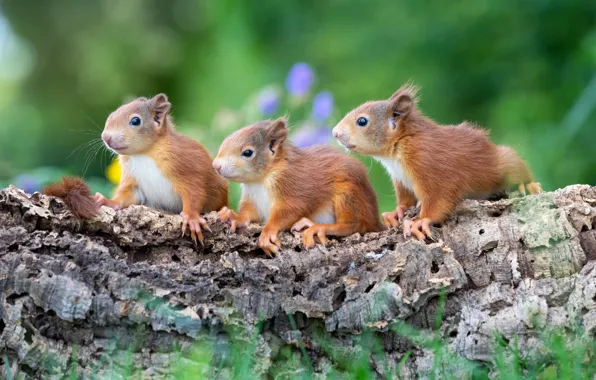 Nature, pose, protein, proteins, rodents, brood, squirrels