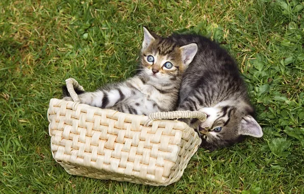 Grass, look, cats, pose, glade, kittens, a couple, basket