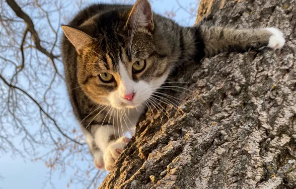 Cat, look, face, on the tree, Kote