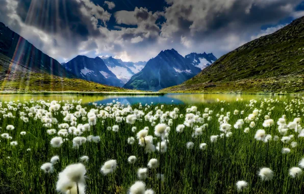 Mountains, lake, Switzerland, meadow, Switzerland, Bernese Alps, The Bernese Alps, cottongrass