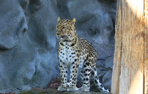 Picture look, predator, leopard, amur leopard, spotted cat