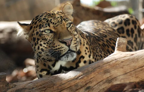 Look, stay, Leopard, snag, spots of sunlight