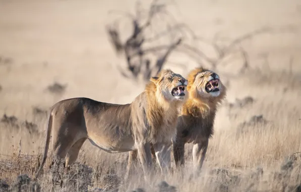 Nature, Africa, lions