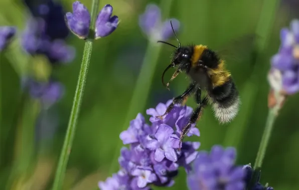 Flower, macro, bee, plant, insect, bumblebee